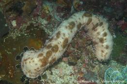 pearsonothuria_graeffei-vm3