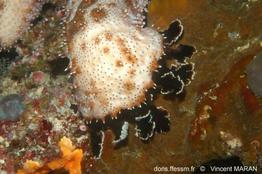 pearsonothuria_graeffei-vm4