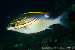 scolopsis_bilineata_vela-09