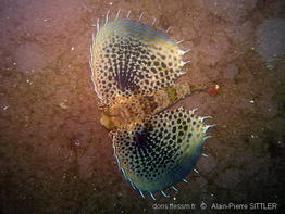 dactyloptena_orientalis-apsi296