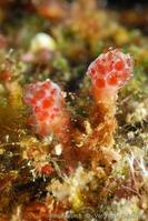 pseudodistoma_arborescens-vl2