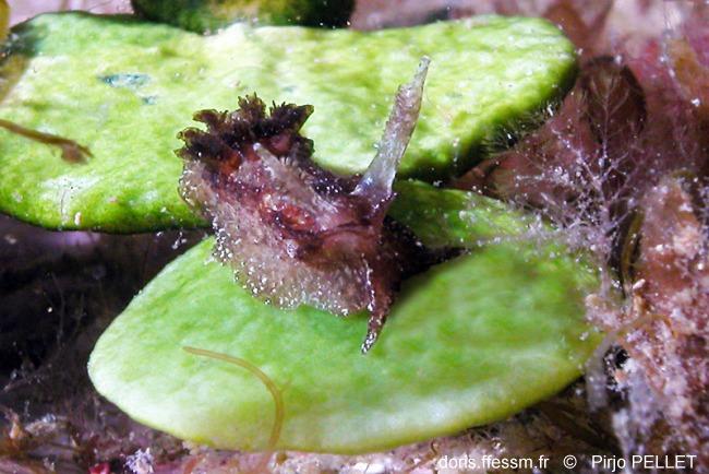 pelagella_castanea_1_p_p