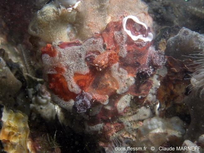 pelagella_castanea_cm433