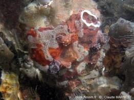 pelagella_castanea_cm433