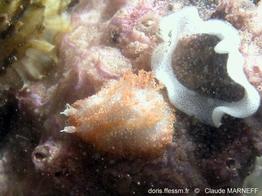 pelagella_castanea_cm_103