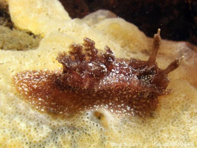 pelagella_castanea_cm_3