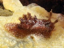 pelagella_castanea_cm_3