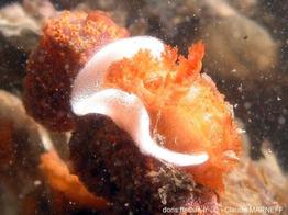 pelagella_castanea_cm_96