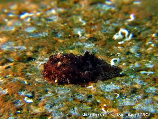pelagella_castanea_dh159