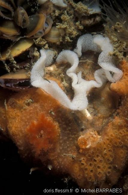 pelagella_castanea_mb_04