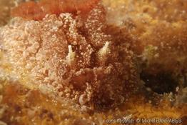 pelagella_castanea_mb_05