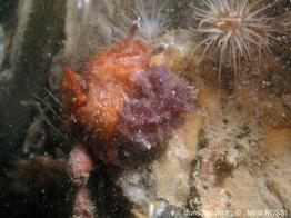 pelagella_castanea_mr235
