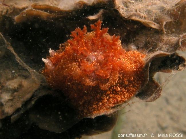 pelagella_castanea_mr_224