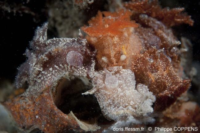 pelagella_castanea_PhC1