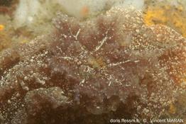pelagella_castanea_vm_35044