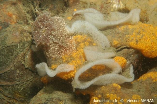 pelagella_castanea_vm_35045
