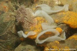 pelagella_castanea_vm_35045