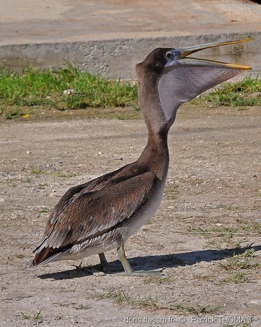 pelecanus_occidentalis-1