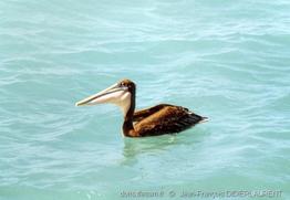 pelecanus_occidentalis-2