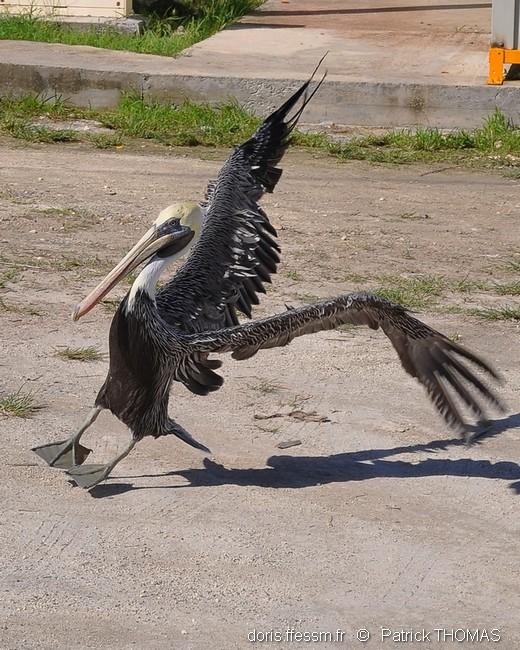 pelecanus_occidentalis-pth4