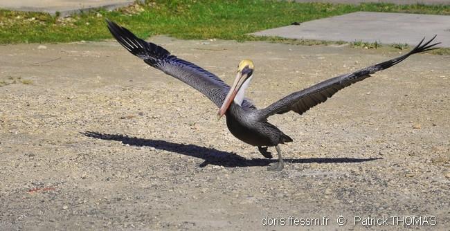 pelecanus_occidentalis-pth7