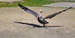 pelecanus_occidentalis-pth7