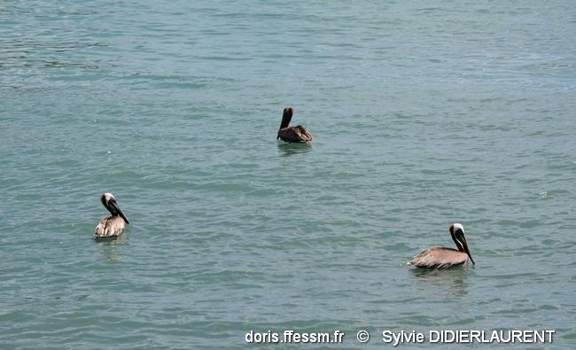 pelecanus_occidentalis-sd13