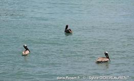 pelecanus_occidentalis-sd13