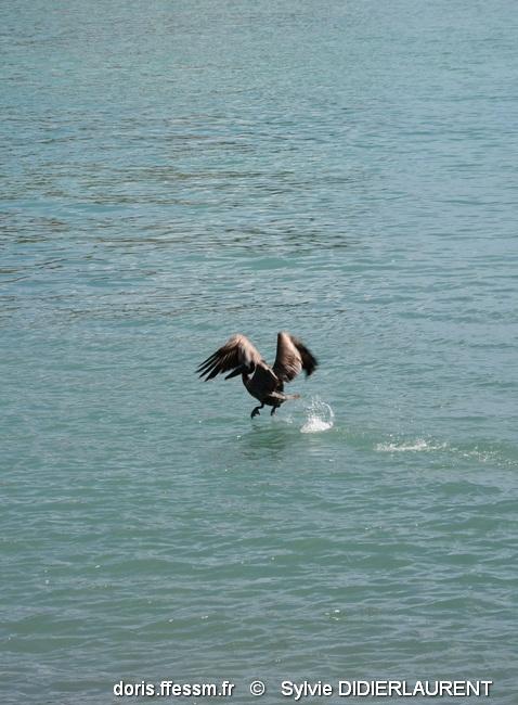 pelecanus_occidentalis-sd14