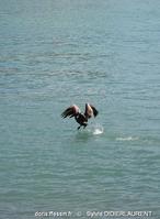 pelecanus_occidentalis-sd14