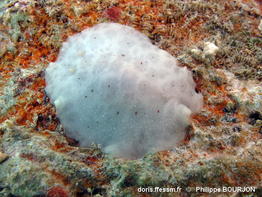 Peltodoris_murrea-010phbo