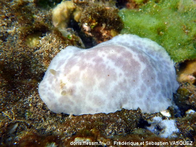 Peltodoris_murrea-020seva