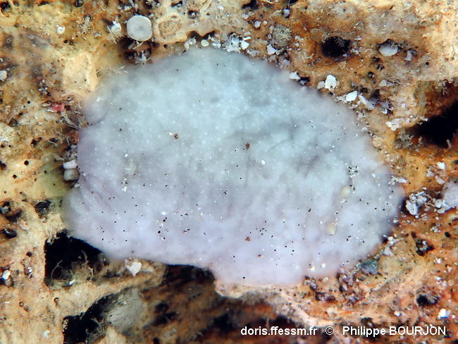 Peltodoris_murrea-030phbo