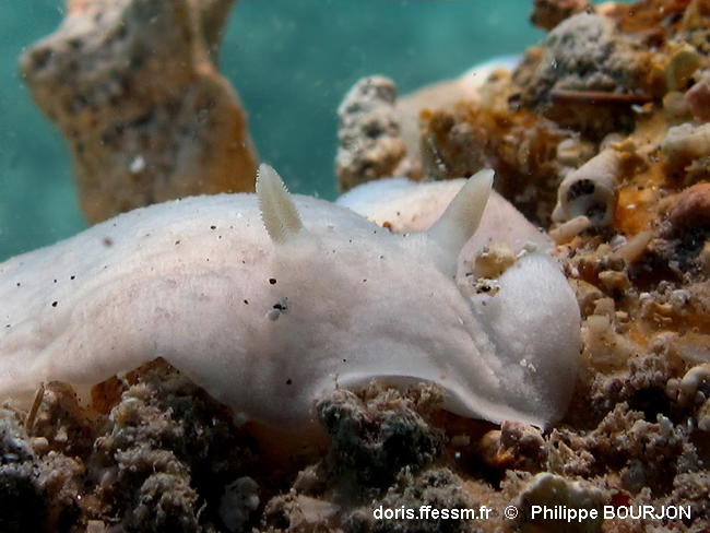 Peltodoris_murrea-040phbo