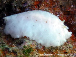 Peltodoris_murrea-050phbo