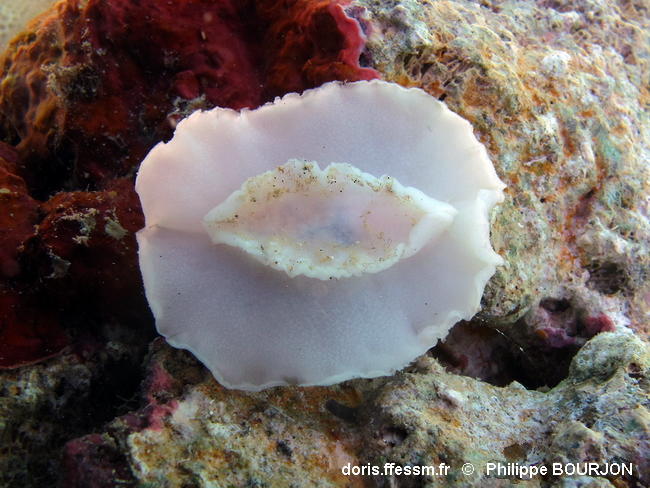 Peltodoris_murrea-060phbo