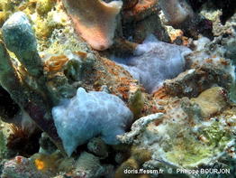 Peltodoris_murrea-070phbo