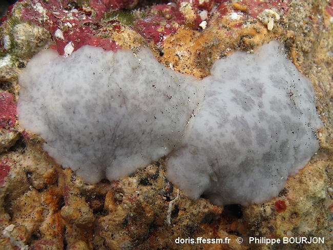 Peltodoris_murrea-080phbo