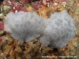 Peltodoris_murrea-080phbo