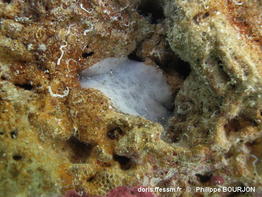 Peltodoris_murrea-090phbo