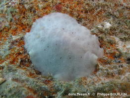 Peltodoris_murrea-phbo001