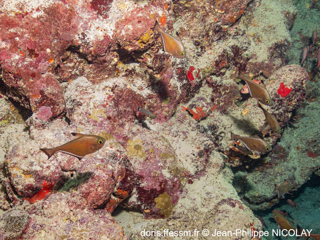 pempheris_adusta-jpn01
