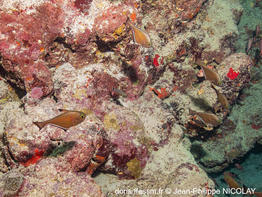 pempheris_adusta-jpn01