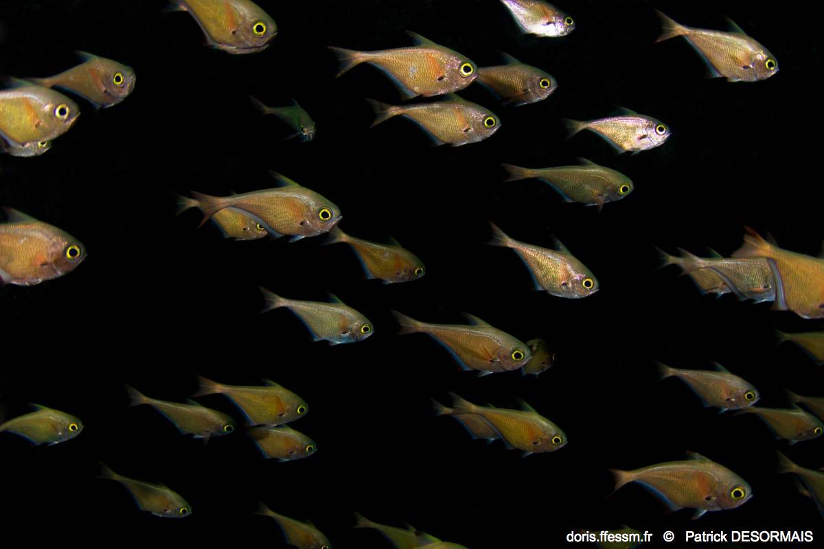Poisson-hachette argenté