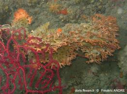 pentapora-fascialis-fa03