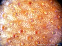 pentapora_fascialis-fa12