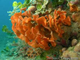 pentapora_fascialis-fa17