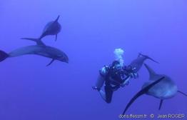 peponocephala_electra-jero40655