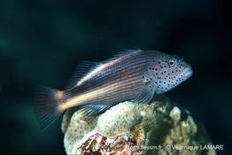 paracirrhites_forsteri-vl9