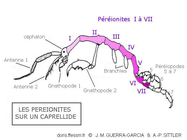 Péréionite_glossaire-aps01